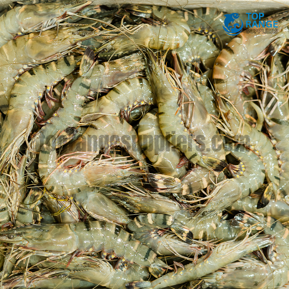 Fresh Prawns Top Range Suppliers