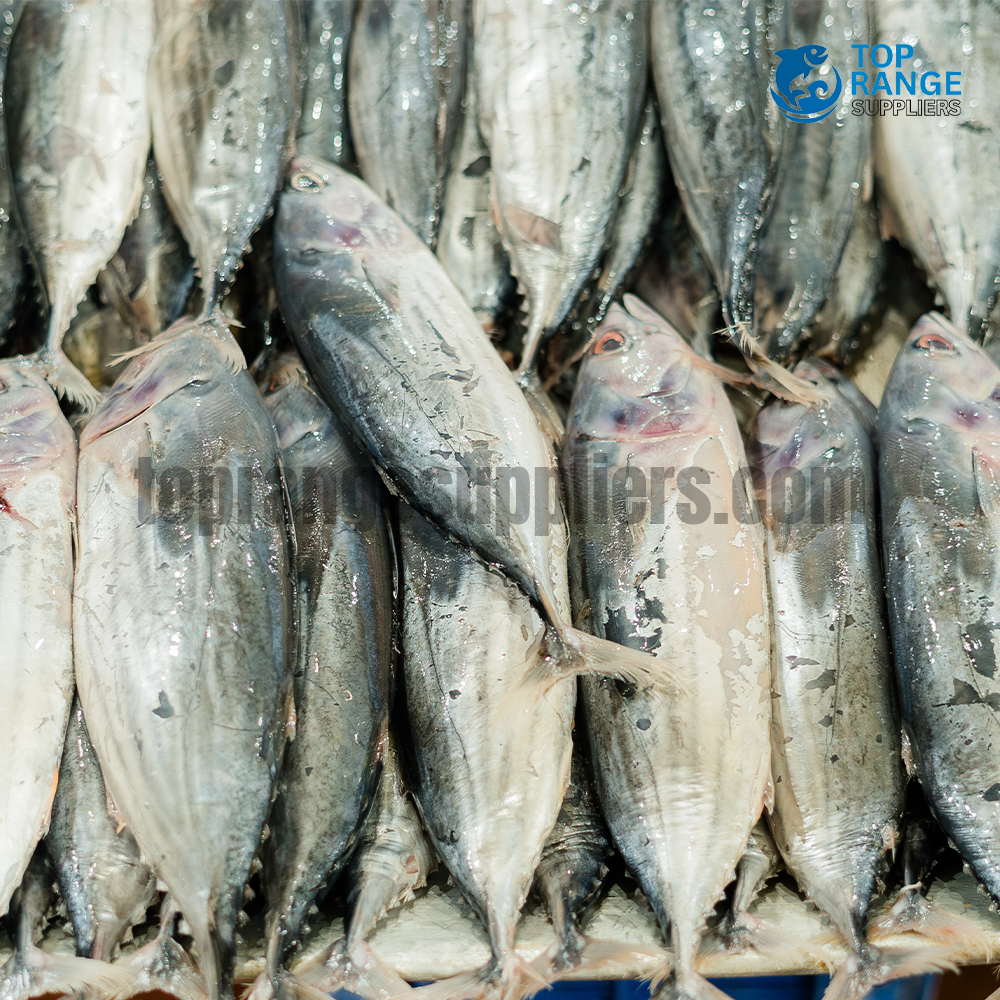 Small Balaya Top Range Suppliers Seafood Delivery in Sri Lanka
