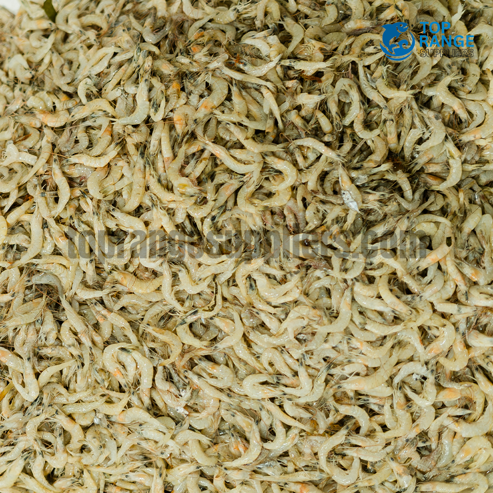 Fresh Rice Prawns Top Range Suppliers