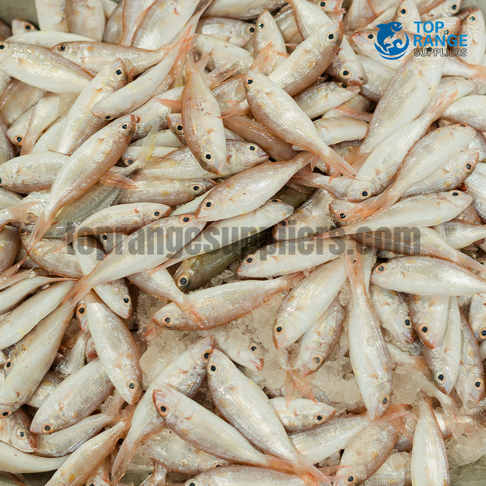 Sudda Fish Top Range Suppliers
