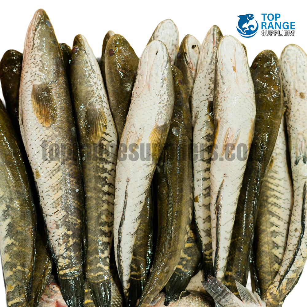 Lulla Top Range Seafood Suppliers seafood delivery sri lanka ratmalana