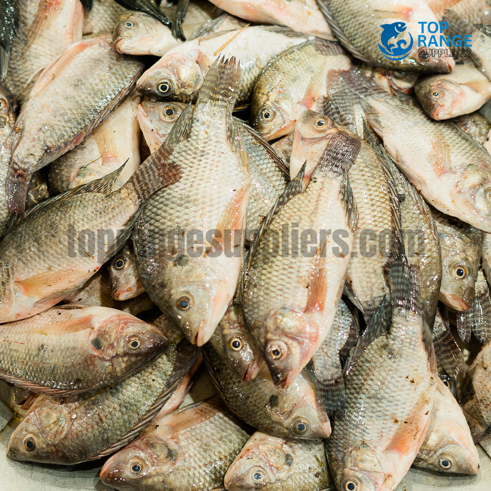 Lake Fish Top Range Suppliers Seafood Delivery in Sri Lanka