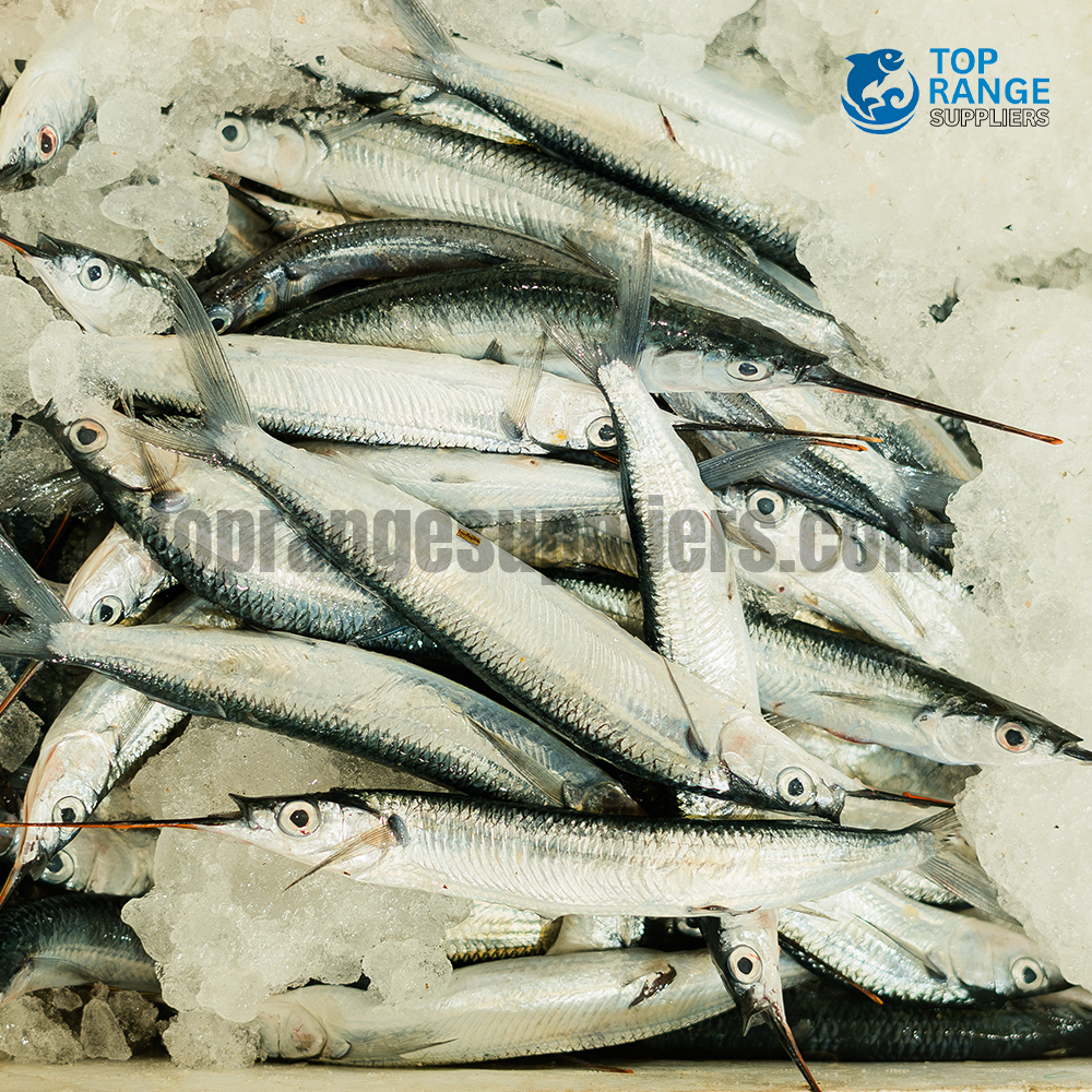 Needle Fish Kabaraya Top Range Seafood Suppliers Seafood Delivery in Sri Lanka
