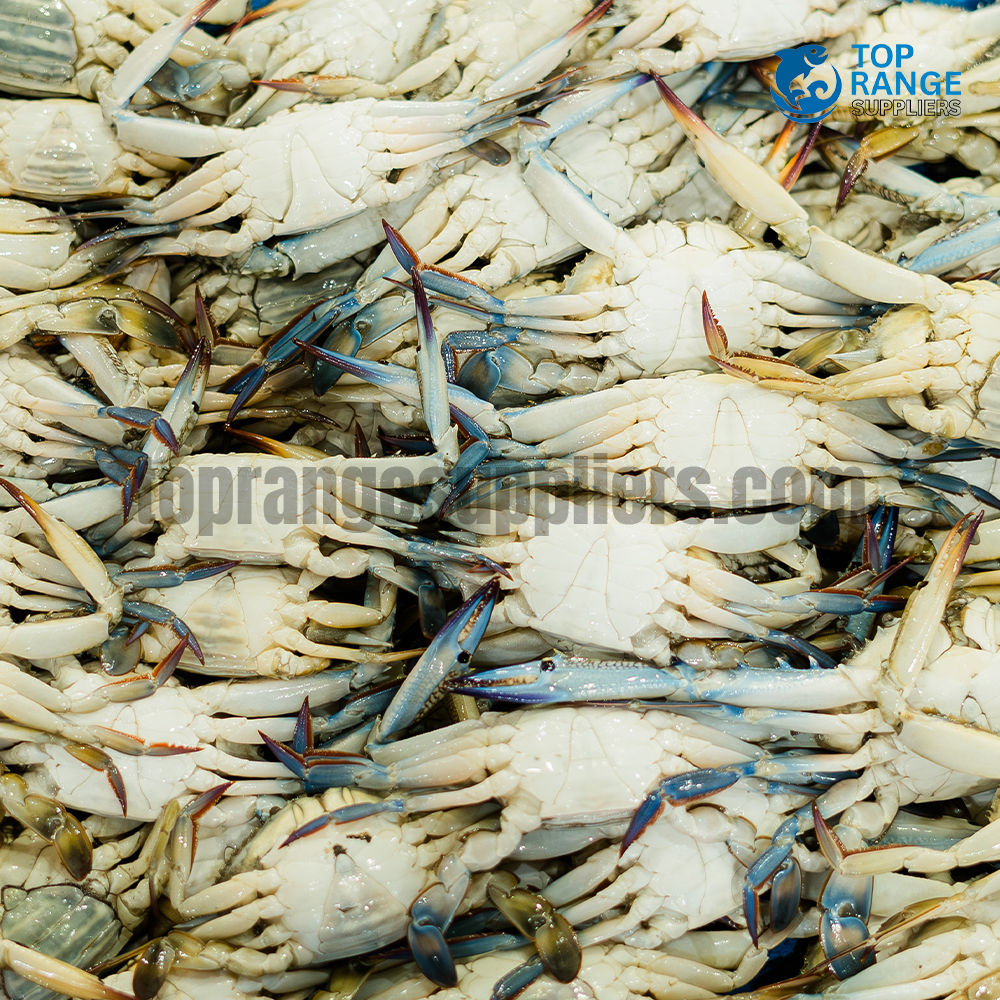 Blue Swimming Crab Top Range Seafood Suppliers