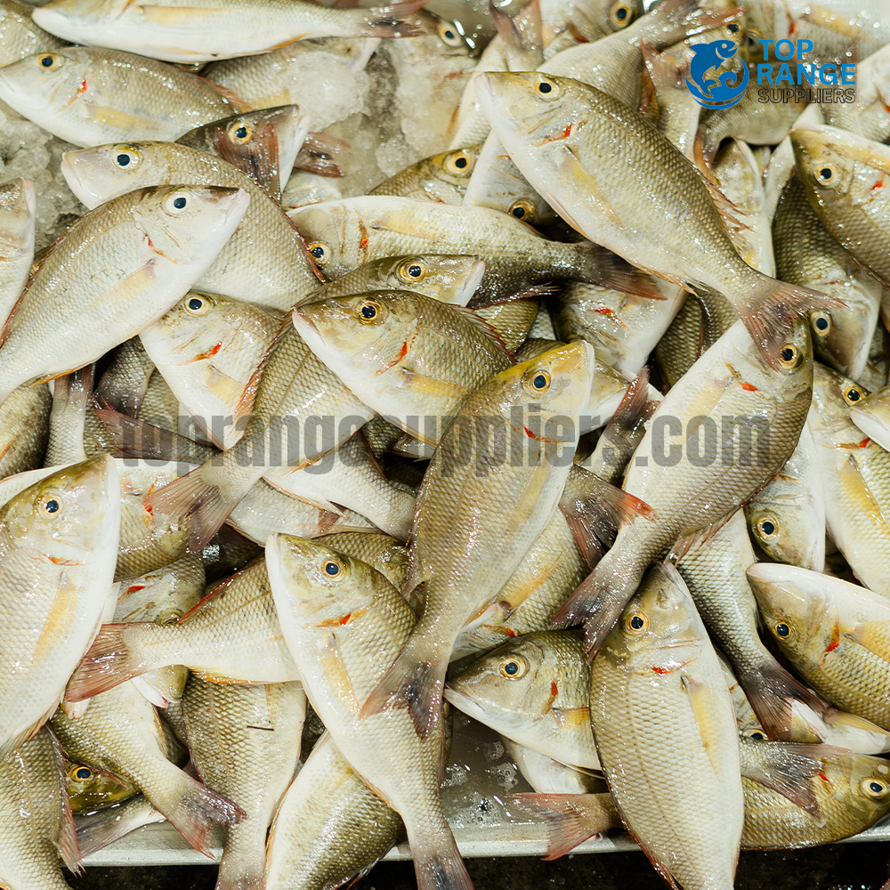 Emperor Medium Top Range Suppliers Seafood Delivery in Sri Lanka
