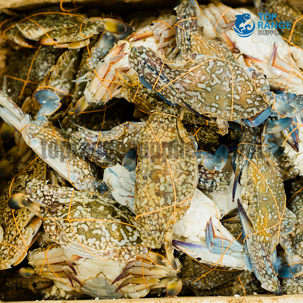 Blue Swimming Crab Top Range Seafood Suppliers