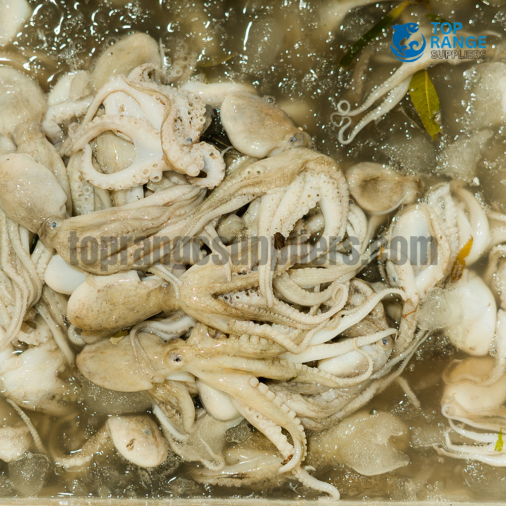 Octopus Top Range Seafood Suppliers Seafood delivery in Sri Lanka