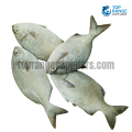 Emperor Small Top Range Seafood Suppliers Seafood delivery in Sri Lanka
