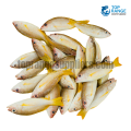 Small Fish Top Range Suppliers Seafood Delivery in Sri Lanka