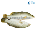 Silver Barramundi Top Range Suppliers Seafood Delivery in Sri Lanka
