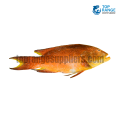 Pinjalo Top Range Suppliers Seafood Delivery in Sri Lanka