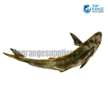 Cobia Rath Malu Top Range Suppliers Seafood Delivery in Sri Lanka