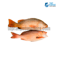 Red Snapper Seerawa Top Range Suppliers Seafood Delivery in Sri Lanka