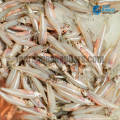 Hadalla Top Range Suppliers Seafood Delivery in Sri Lanka