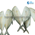 Trevally Large Top Range Seafood Suppliers Seafood delivery in Sri Lanka