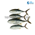 Tuna Small Kelawalla Top Range Suppliers Seafood Delivery in Sri Lanka