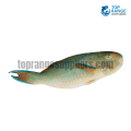 Parrotfish Girawa Top Range Suppliers Seafood Delivery in Sri Lanka