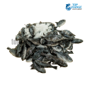 Pothubari Fresh Top Range Suppliers Seafood Delivery in Sri Lanka