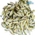 Sura Parau Shark Trevally Top Range Suppliers Seafood Delivery in Sri Lanka