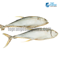 Large Tuna Kelawalla Top Range Suppliers Seafood Delivery in Sri Lanka