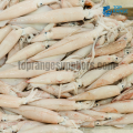 Squid - Top Range Seafood Suppliers seafood delivery sri lanka ratmalana