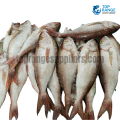 Red Snapper Small Top Range Seafood Suppliers Seafood delivery in Sri Lanka