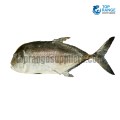 Trevally Large Paraw Top Range Seafood Suppliers Seafood Delivery in Sri Lanka