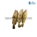 Rock Grouper nangurawa Top Range Seafood Suppliers seafood delivery sri lanka ratmalana
