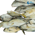 Yellow Trevally kaha paraw Top Range Supplier s Seafood delivery in Sri Lanka