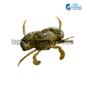 Mud Crab Live and Small Top Range Seafood Suppliers Seafood delivery in Sri Lanka
