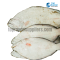 Sole Fish Top Range Seafood Suppliers Seafood delivery in Sri Lanka