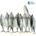 Balaya Top Range Supplier s Seafood delivery in Sri Lanka