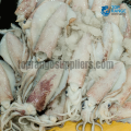 Fresh Cone Cuttlefish Top Range Suppliers Seafood Delivery in Sri Lanka